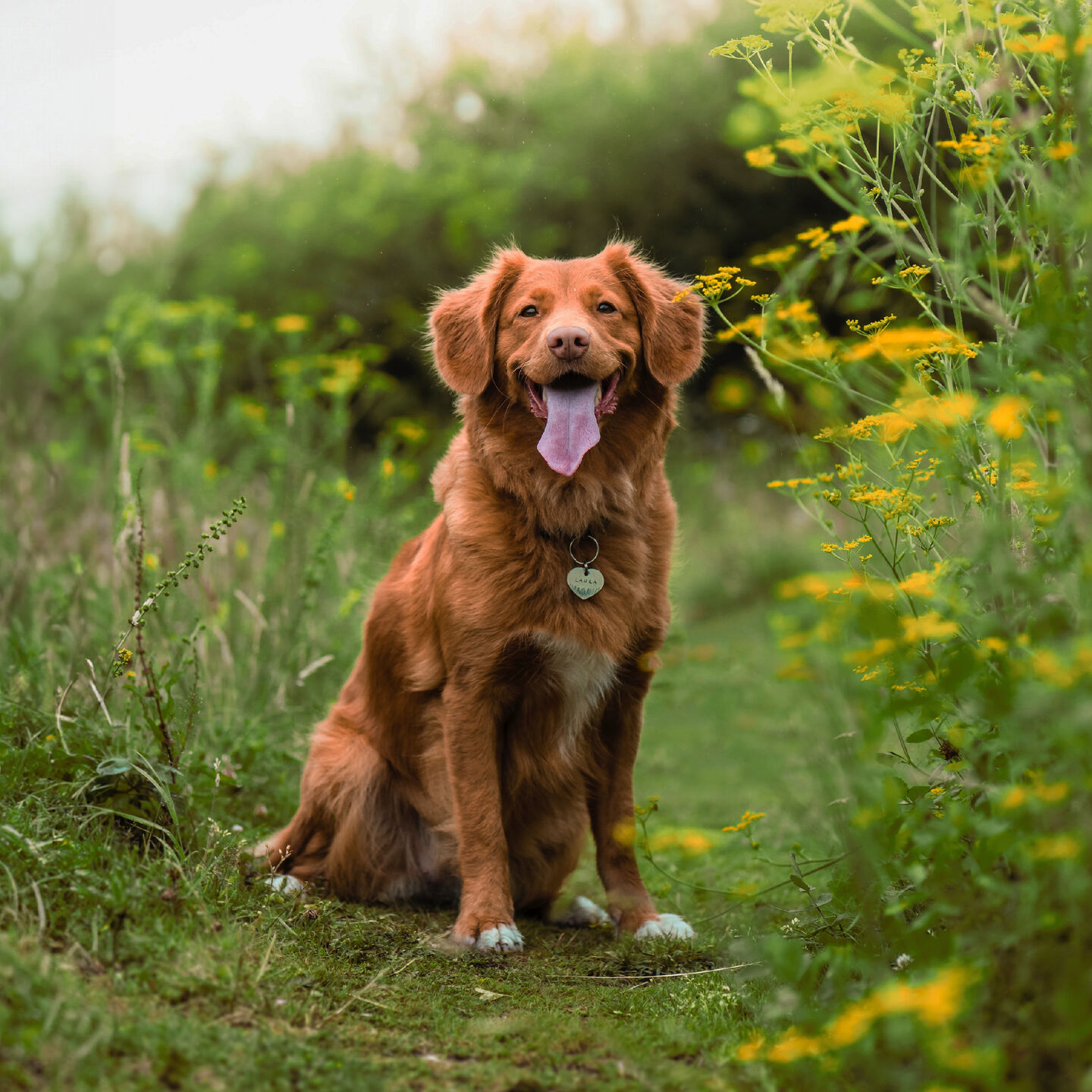 <strong>WHY SINGLE PROTEIN DOG FOOD HAS BIG BENEFITS</strong><br><br>There’s been a lot of talk lately about single protein dog foods, and how they can potentially...